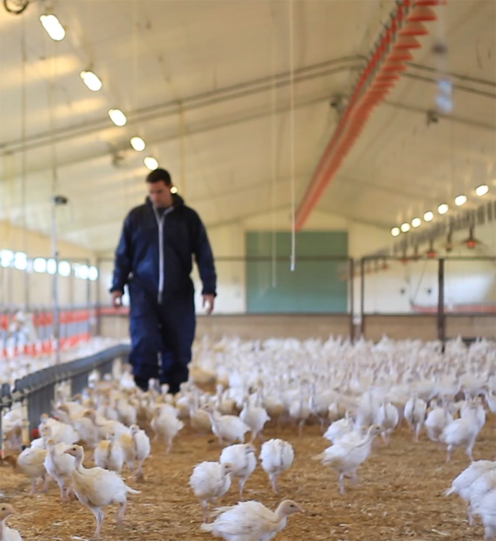 Top Poulets
