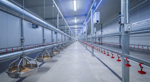 Volaille bio